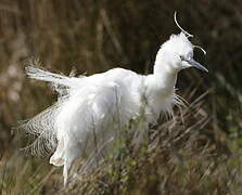 Aigrette garzette