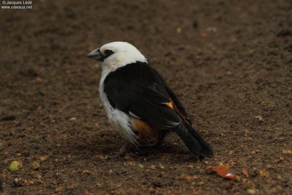 White-headed Buffalo Weaver