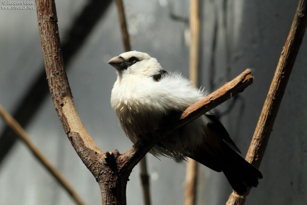 White-headed Buffalo Weaver