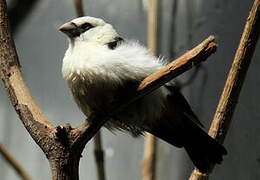 White-headed Buffalo Weaver