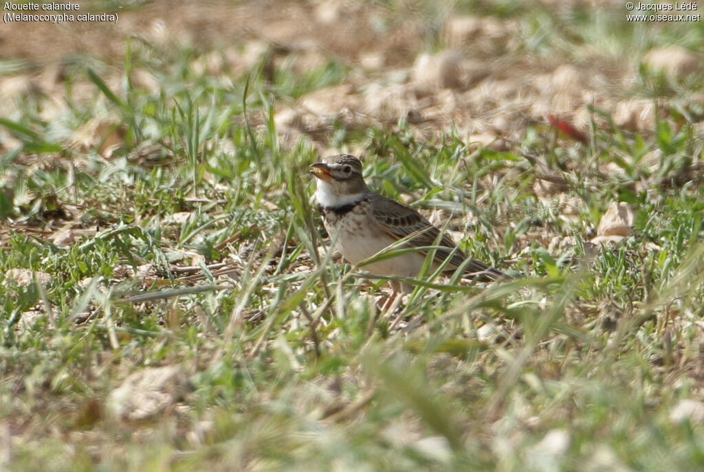 Calandra Lark