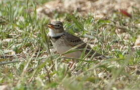 Calandra Lark