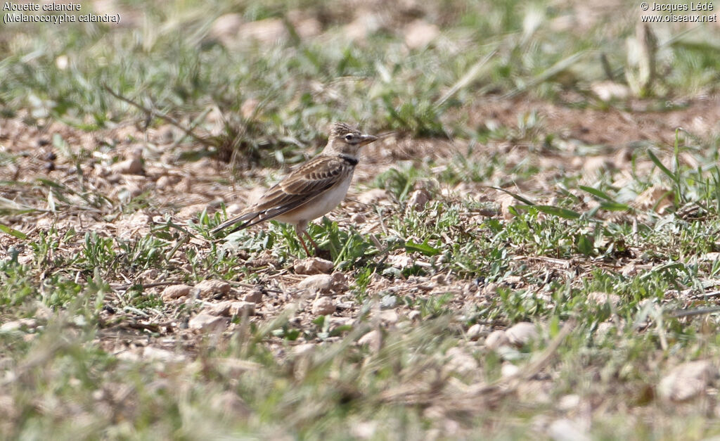 Calandra Lark