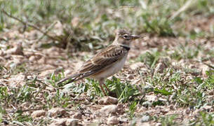 Calandra Lark