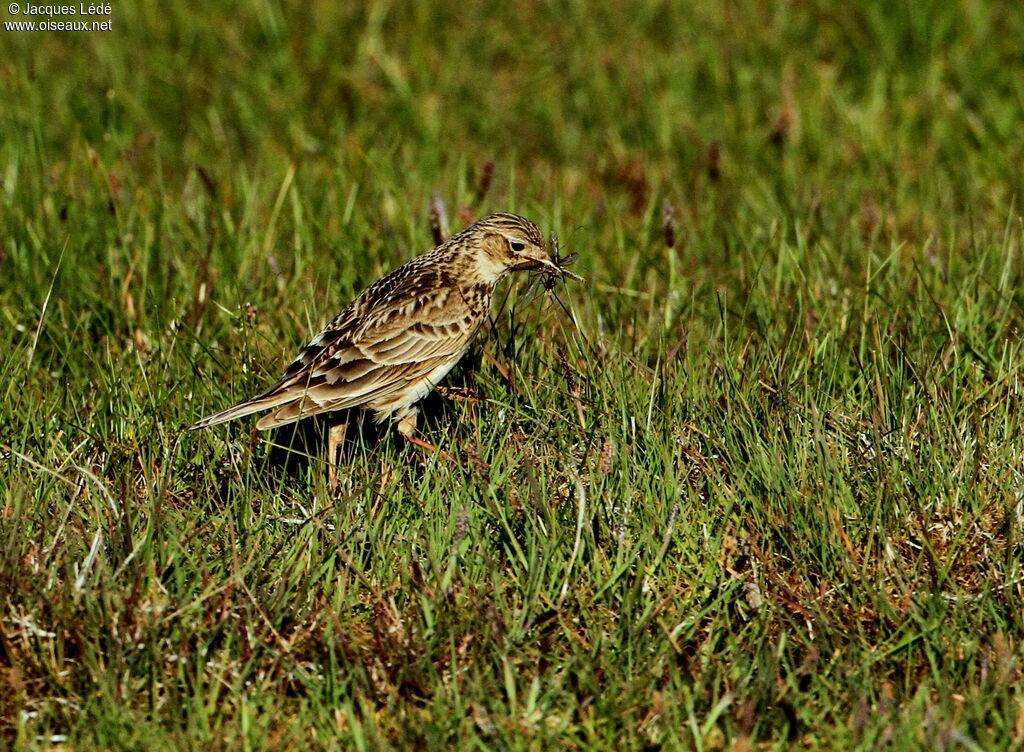 Eurasian Skylark