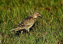 Eurasian Skylark