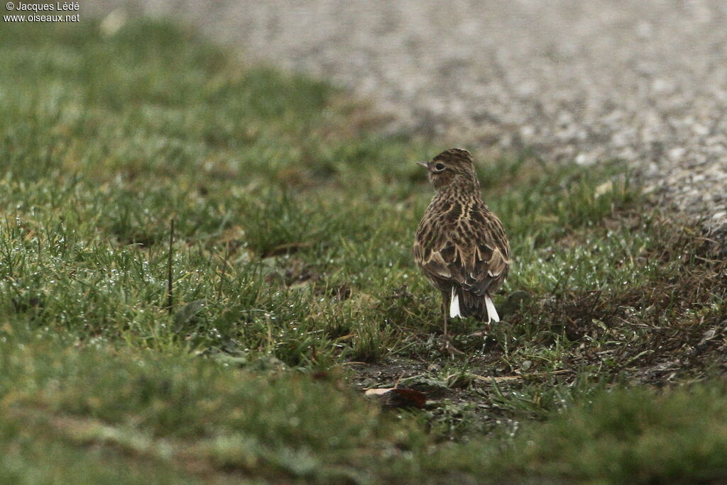 Eurasian Skylark