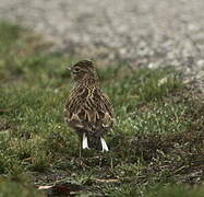 Eurasian Skylark