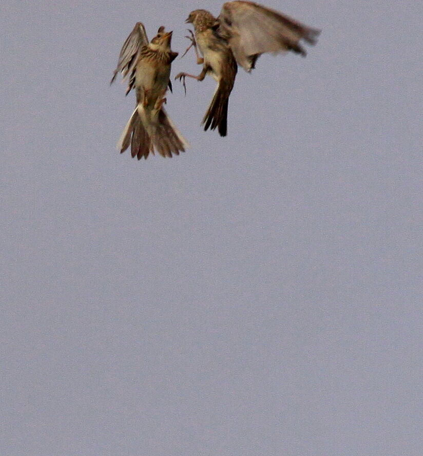 Eurasian Skylark