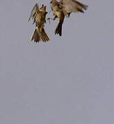 Eurasian Skylark