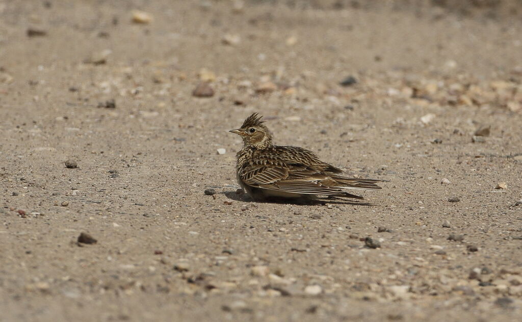 Eurasian Skylark