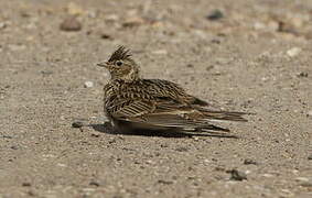 Eurasian Skylark