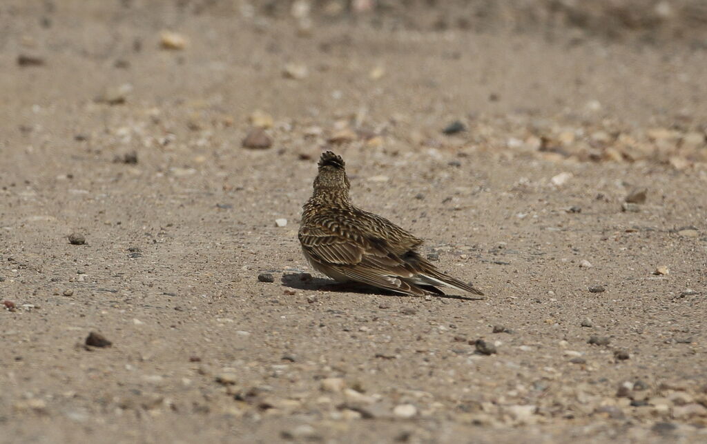 Eurasian Skylark