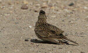 Eurasian Skylark