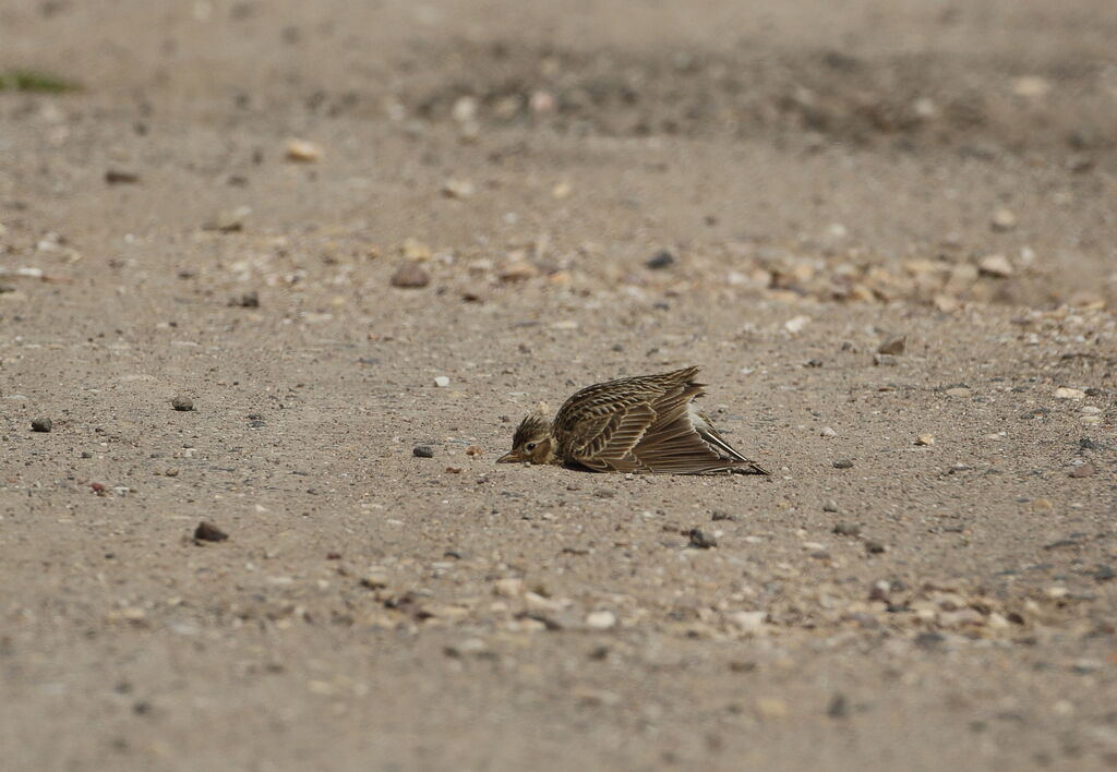 Eurasian Skylark