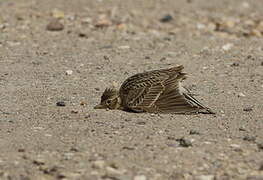 Eurasian Skylark