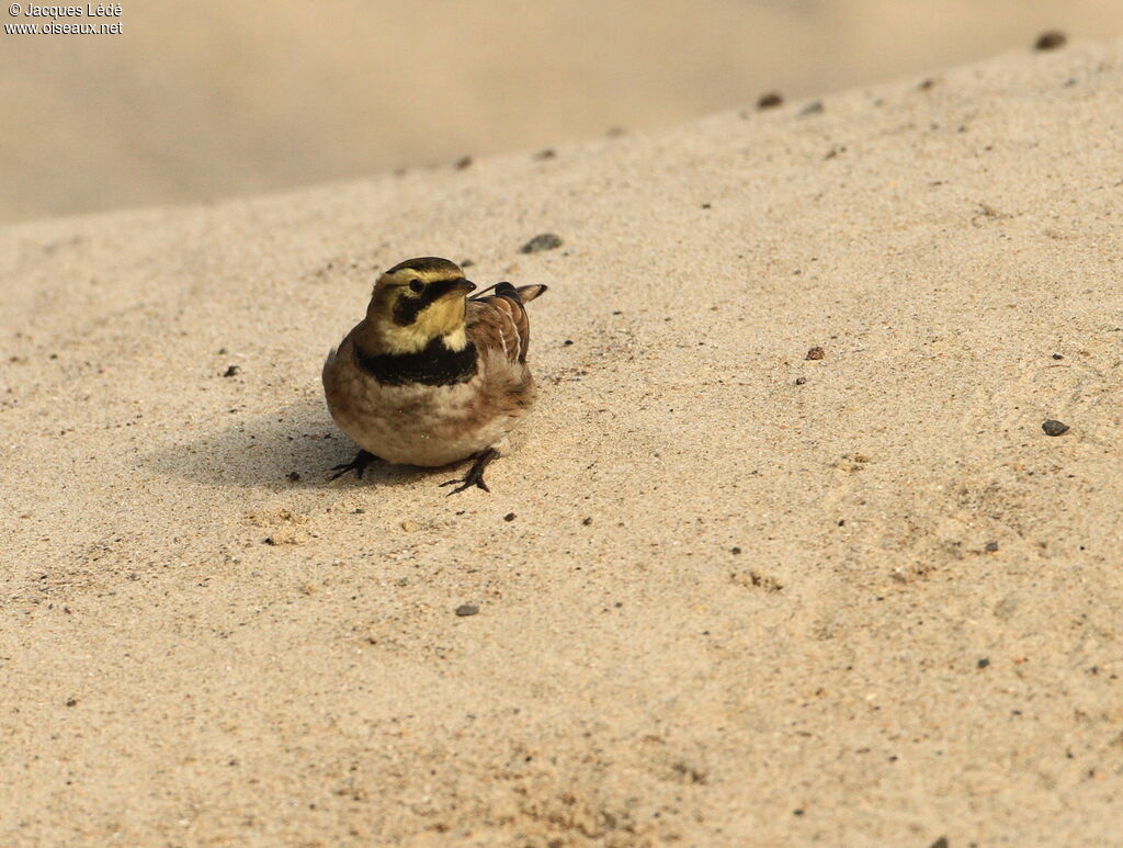 Horned Lark