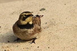 Horned Lark