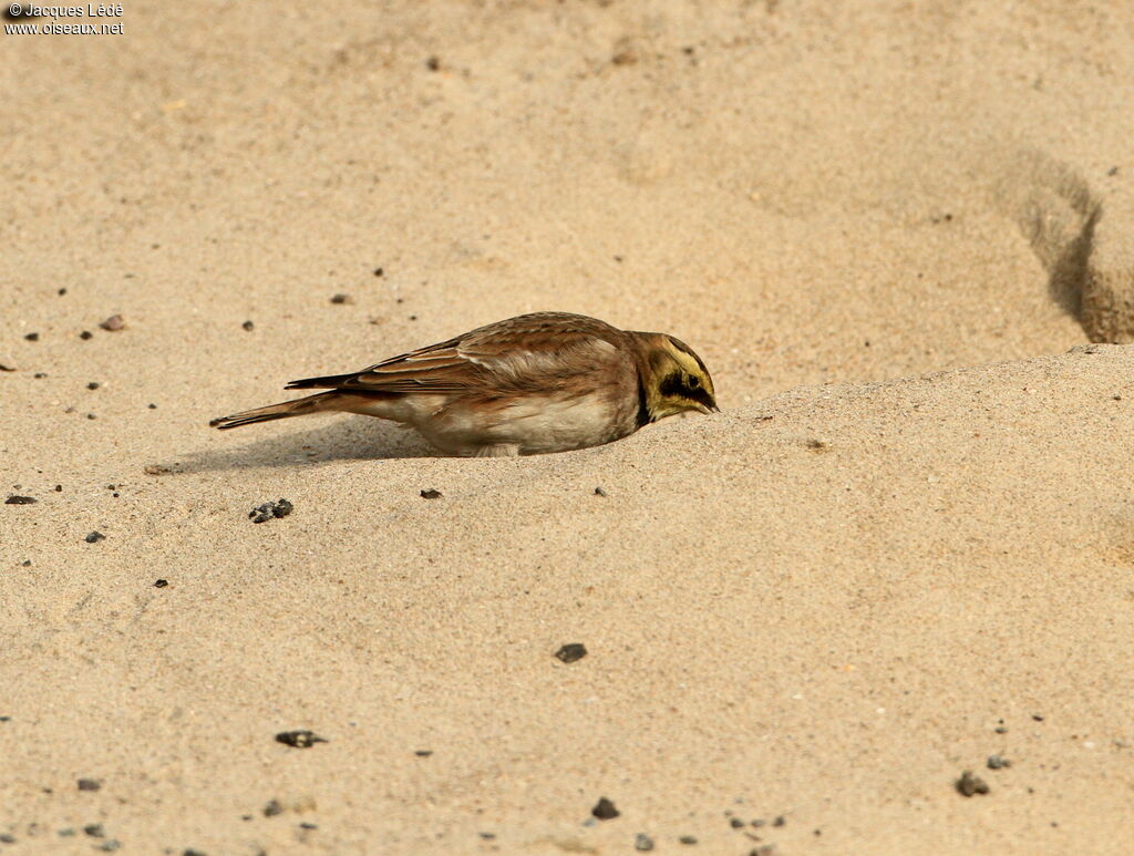 Horned Lark