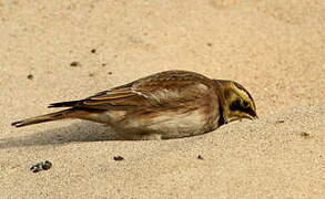 Horned Lark