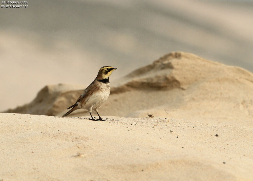 Horned Lark