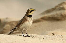 Horned Lark