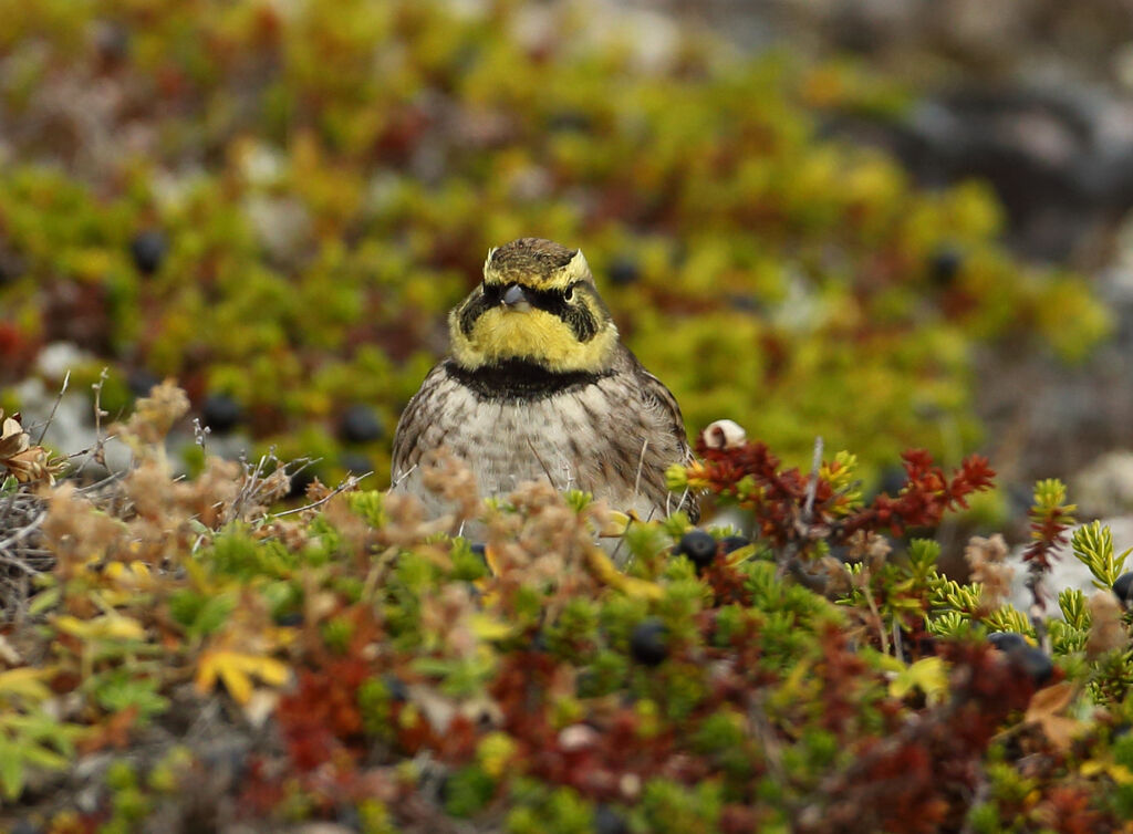 Horned Lark