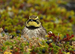 Horned Lark