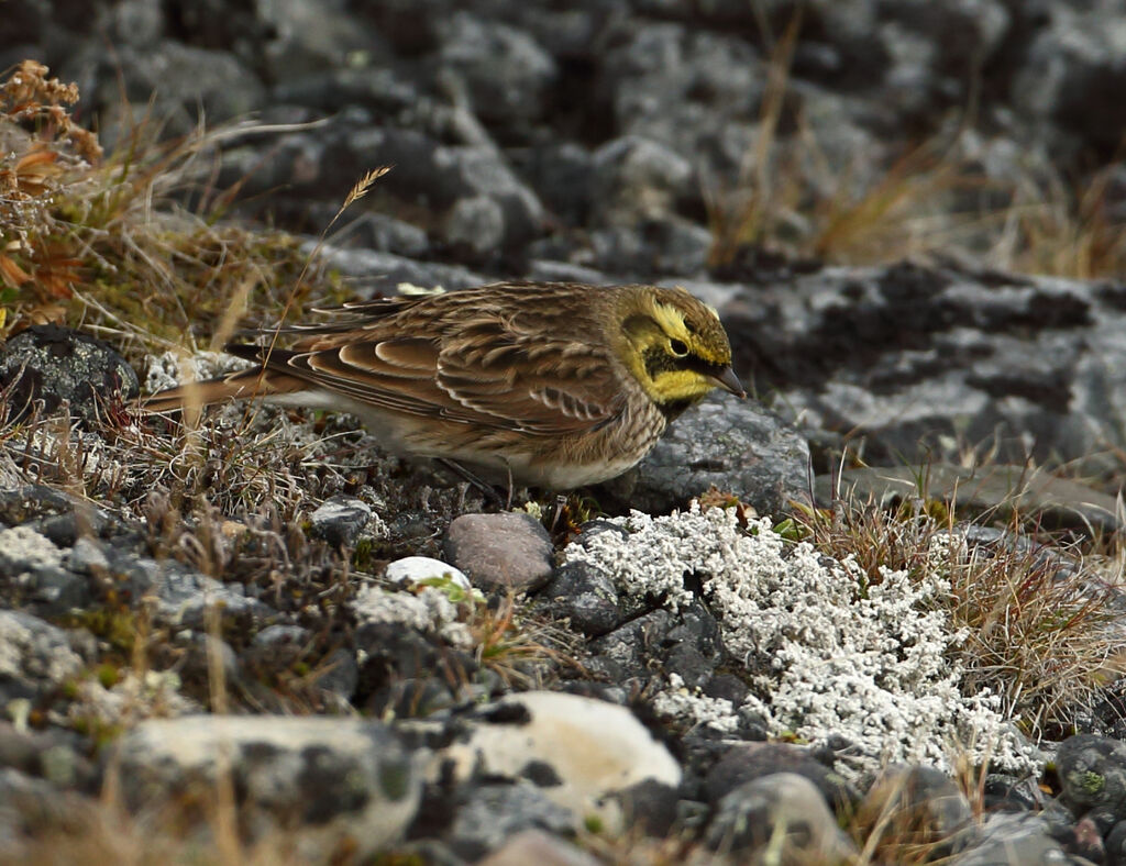 Horned Lark