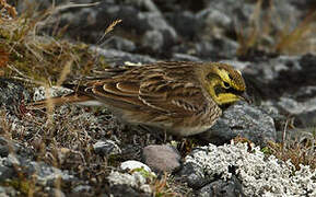 Horned Lark