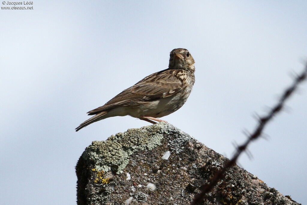 Woodlark