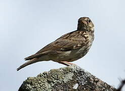 Woodlark