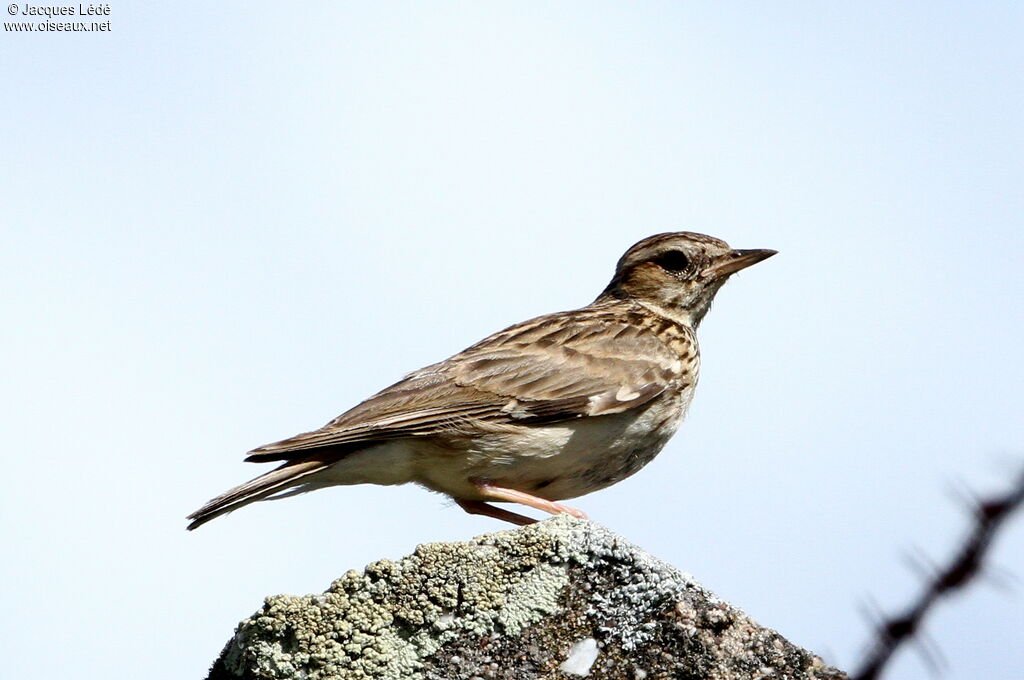 Woodlark