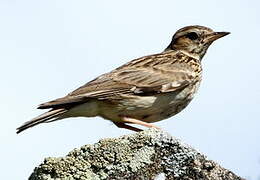 Woodlark