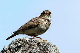 Woodlark