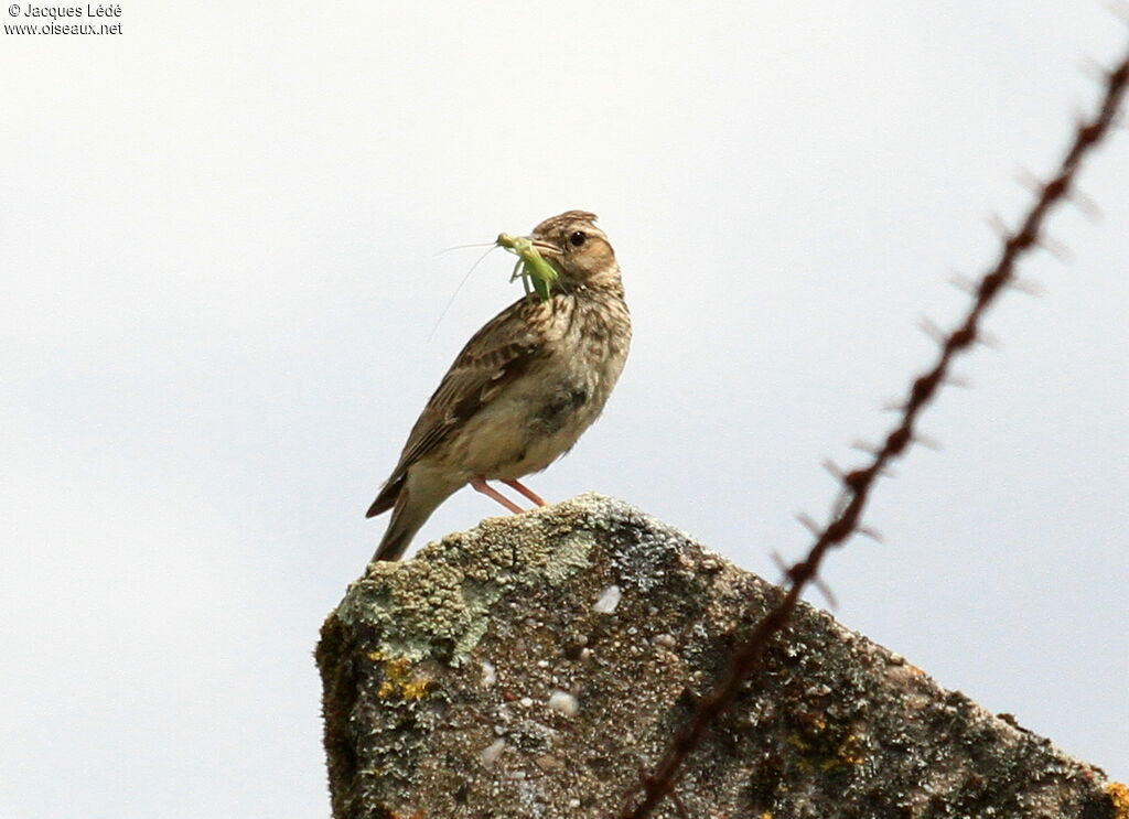 Woodlark