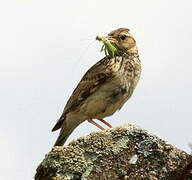 Woodlark