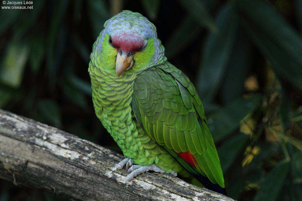 Amazone à couronne lilas