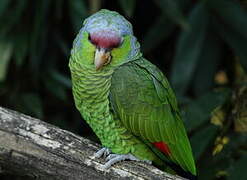 Lilac-crowned Amazon