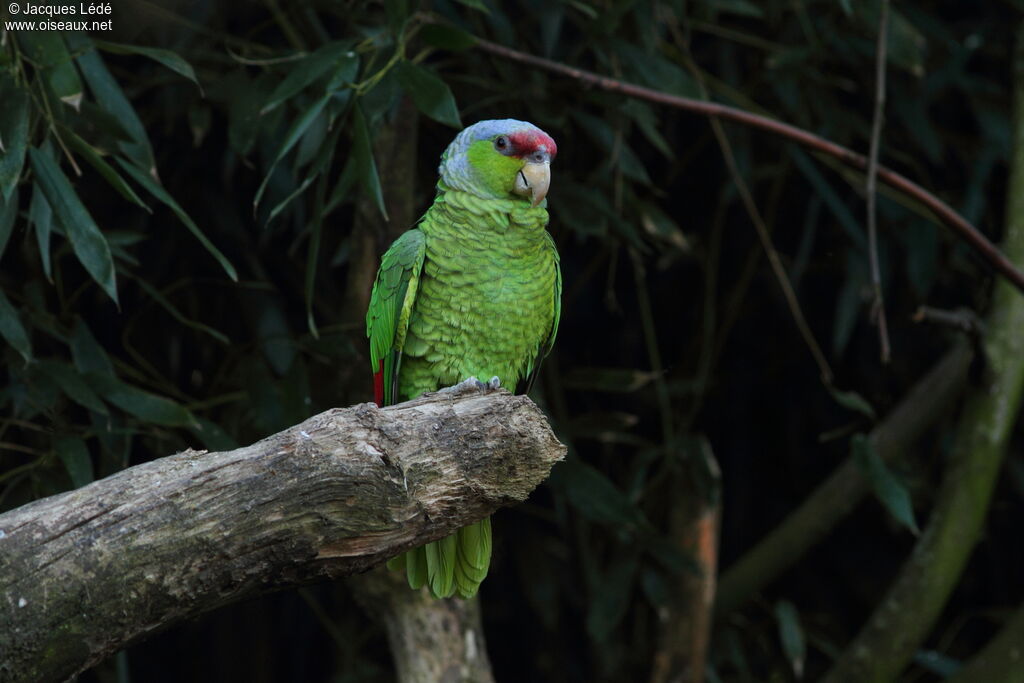 Amazone à couronne lilas