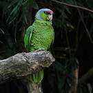 Amazone à couronne lilas