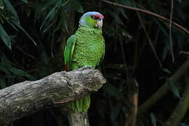 Amazone à couronne lilas