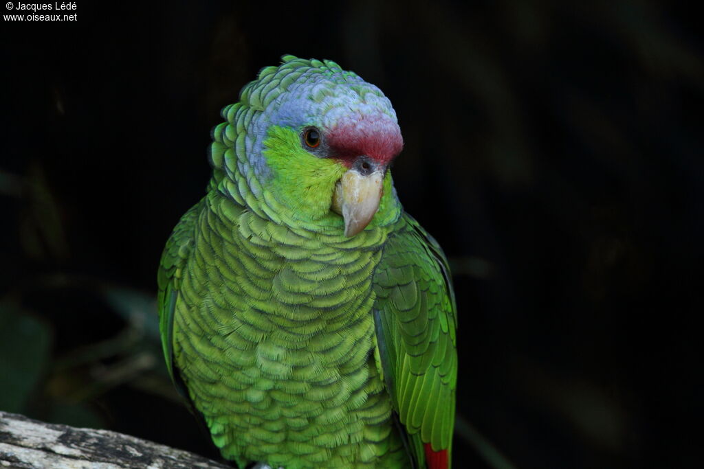 Amazone à couronne lilas