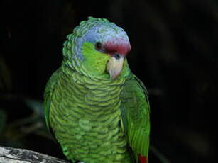 Amazone à couronne lilas