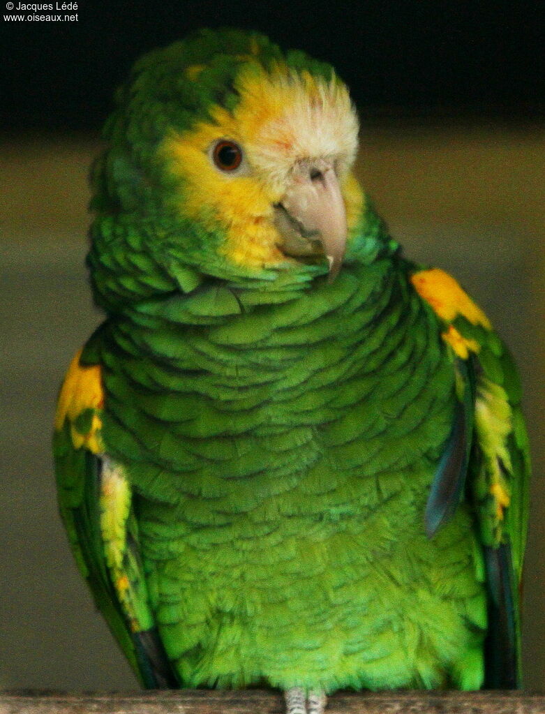 Yellow-shouldered Amazon