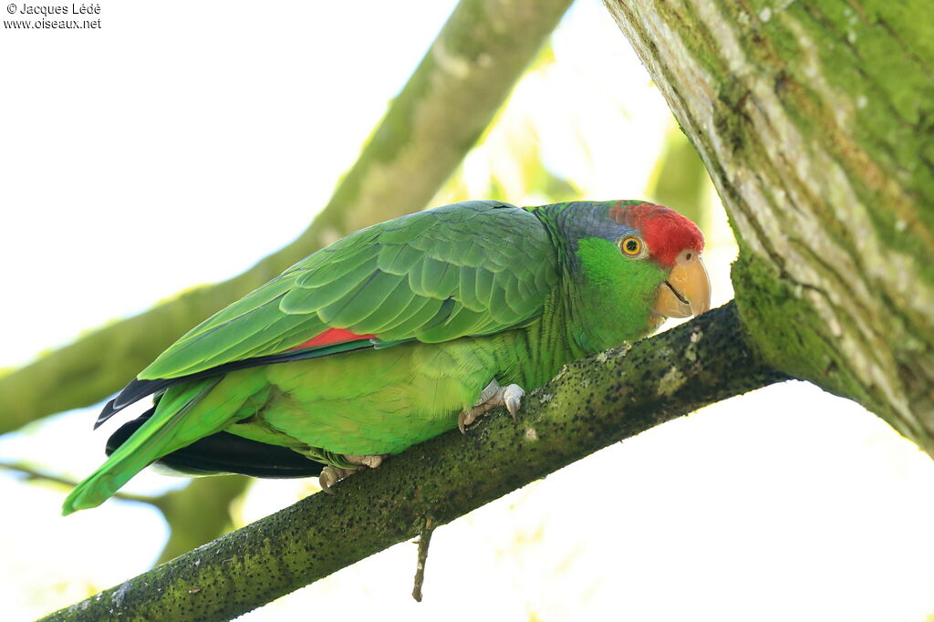 Amazone à joues vertes