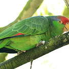 Amazone à joues vertes