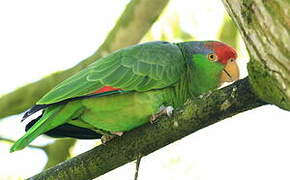 Red-crowned Amazon