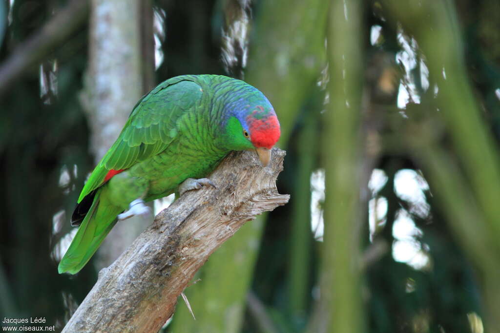 Amazone à joues vertes