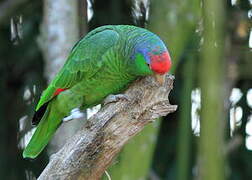 Red-crowned Amazon